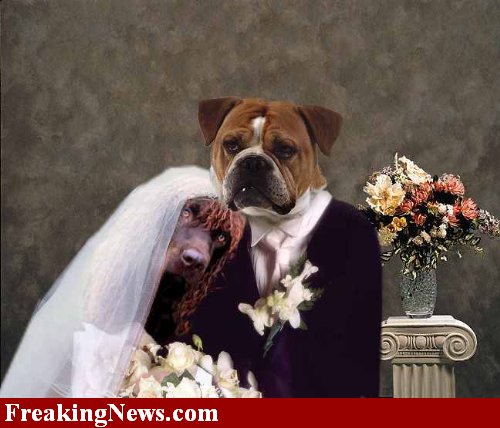 http://celiasue.files.wordpress.com/2008/02/dog-wedding-23143.jpg