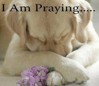 Image result for sending prayers to a dog pics